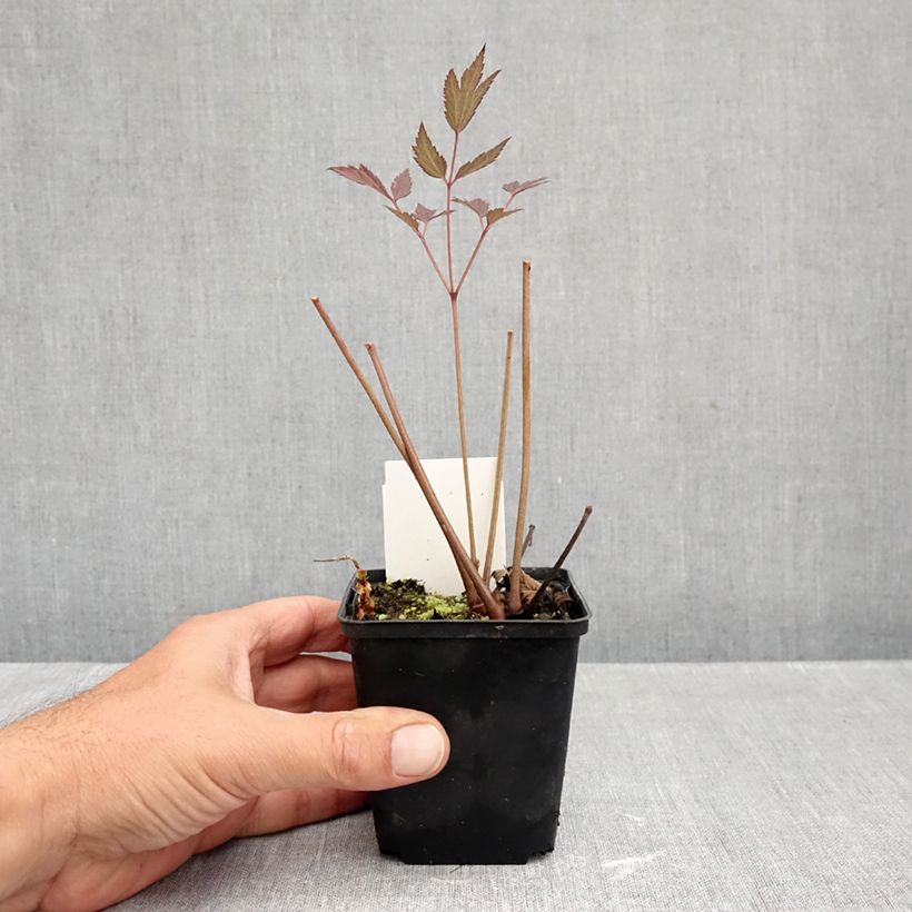 Esimerkki syksyllä toimitetusta Tähkäkimikki Queen of Sheba 8/9 cm taimiruukku-taimesta