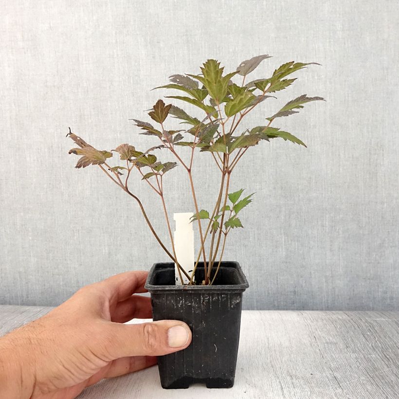 Esimerkki kesällä toimitetusta Cierge d'argent - Actaea hybride Queen of Sheba Godet de 8/9 cm-taimesta