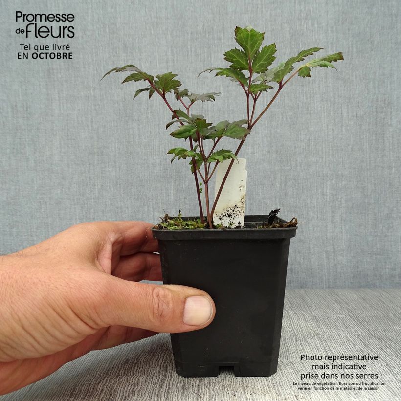 Esimerkki syksyllä toimitetusta Syyskimikki Atropurpurea 8/9 cm taimiruukku-taimesta