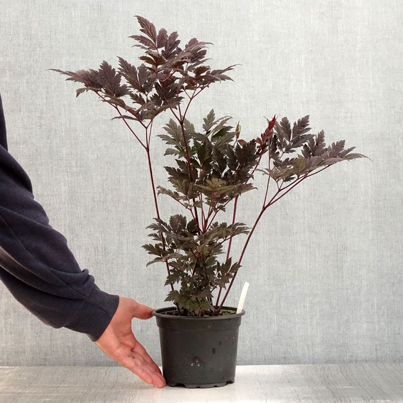 Esimerkki kesällä toimitetusta Syyskimikki Atropurpurea Pot de 2L/3L-taimesta
