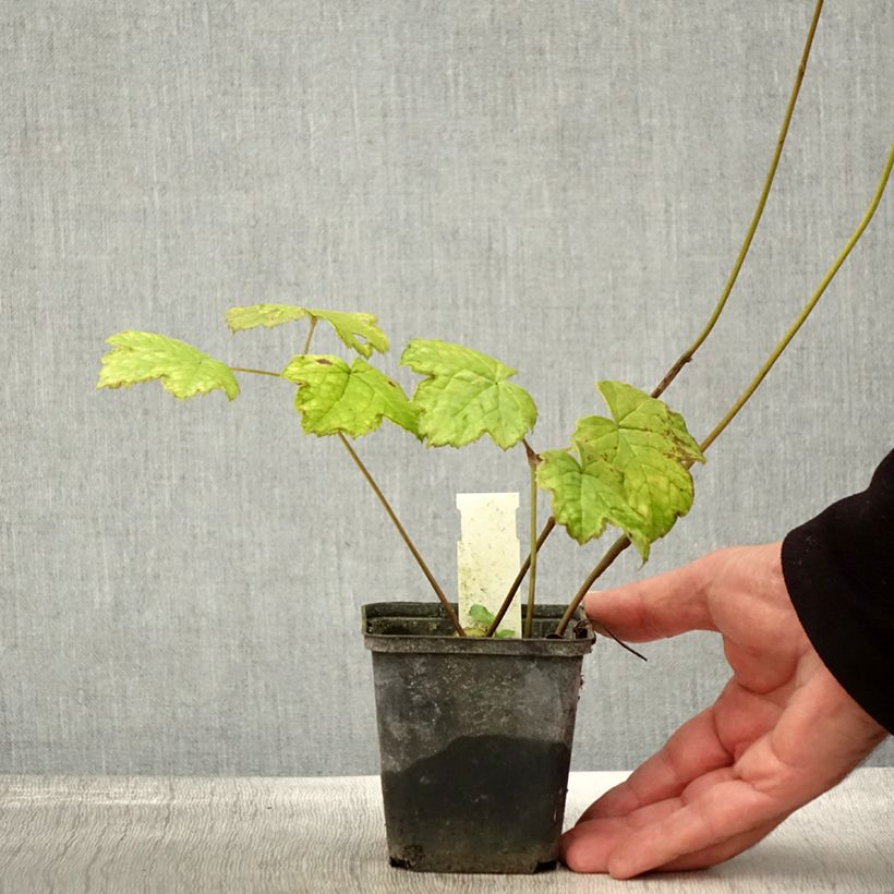 Esimerkki syksyllä toimitetusta Konnanmarja - Actaea biternata 8/9 cm taimiruukku-taimesta