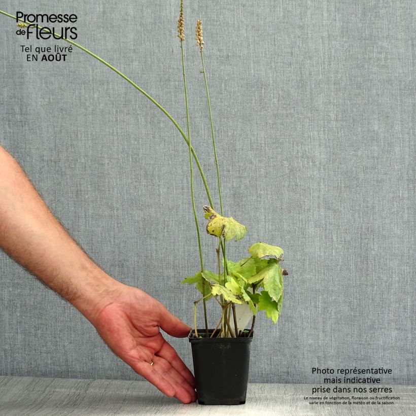 Esimerkki kesällä toimitetusta Konnanmarja - Actaea biternata Godet de 8/9 cm-taimesta