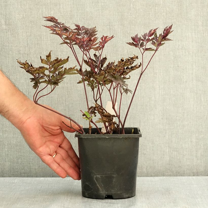 Esimerkki kesällä toimitetusta Syyskimikki Pink Spike 2 litran/3 litran ruukku-taimesta