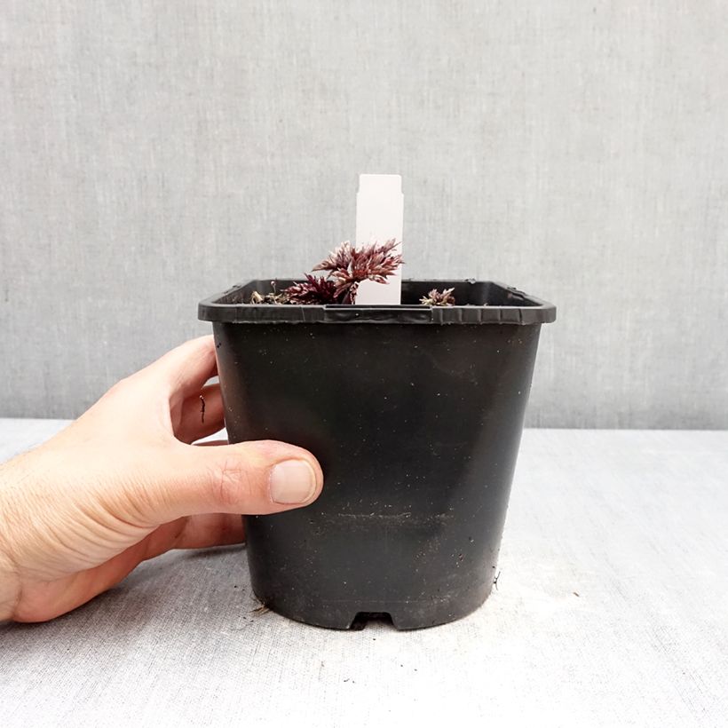 Esimerkki keväällä toimitetusta Syyskimikki Pink Spike Pot de 2L/3L-taimesta