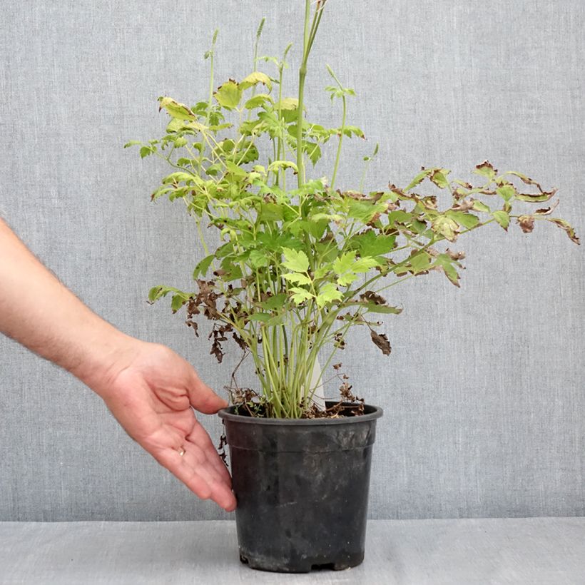 Esimerkki kesällä toimitetusta Tähkäkimikki - Actaea racemosa Ruukku 2L / 3L-taimesta