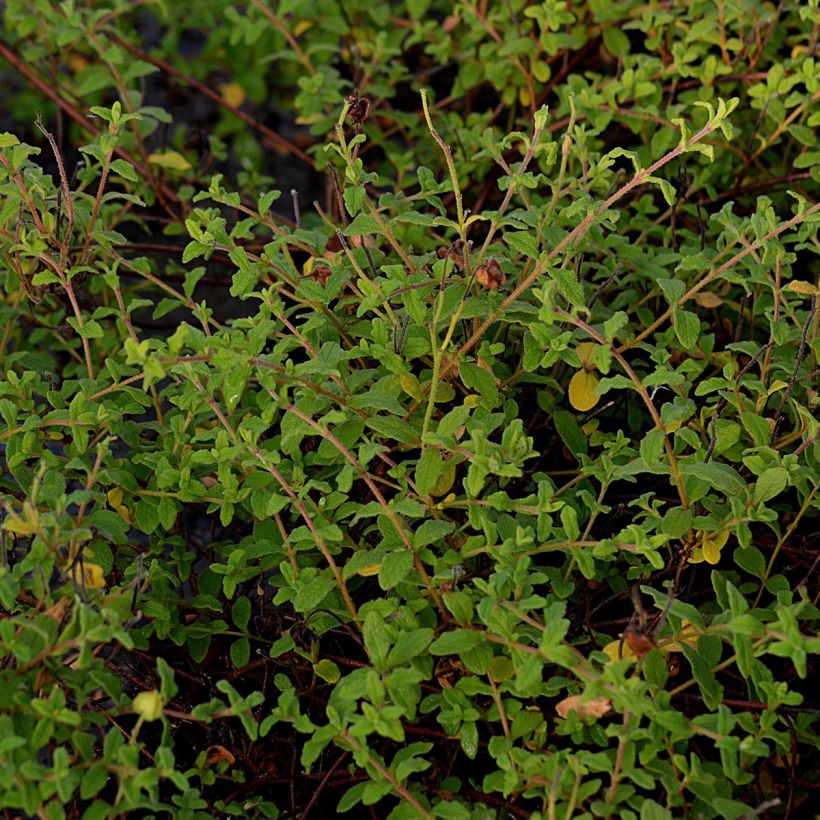 Kaitakistus - Cistus monspeliensis (Lehvistö)