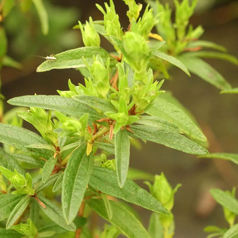 Kistus Decumbens (Lehvistö)