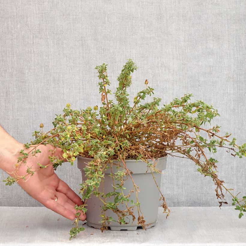 Esimerkki kesällä toimitetusta Kistus - Cistus x obtusifolius Pot de 2L/3L-taimesta