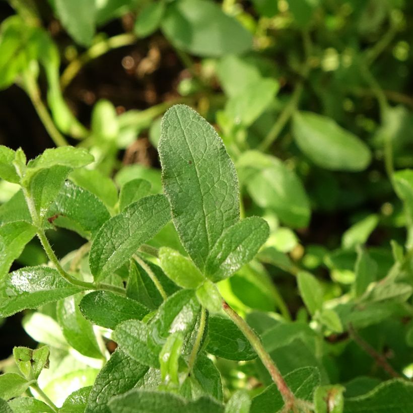 Kistus - Cistus x obtusifolius (Lehvistö)