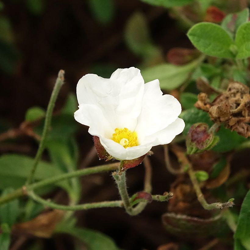 Kistus - Cistus x obtusifolius (Kukinta)
