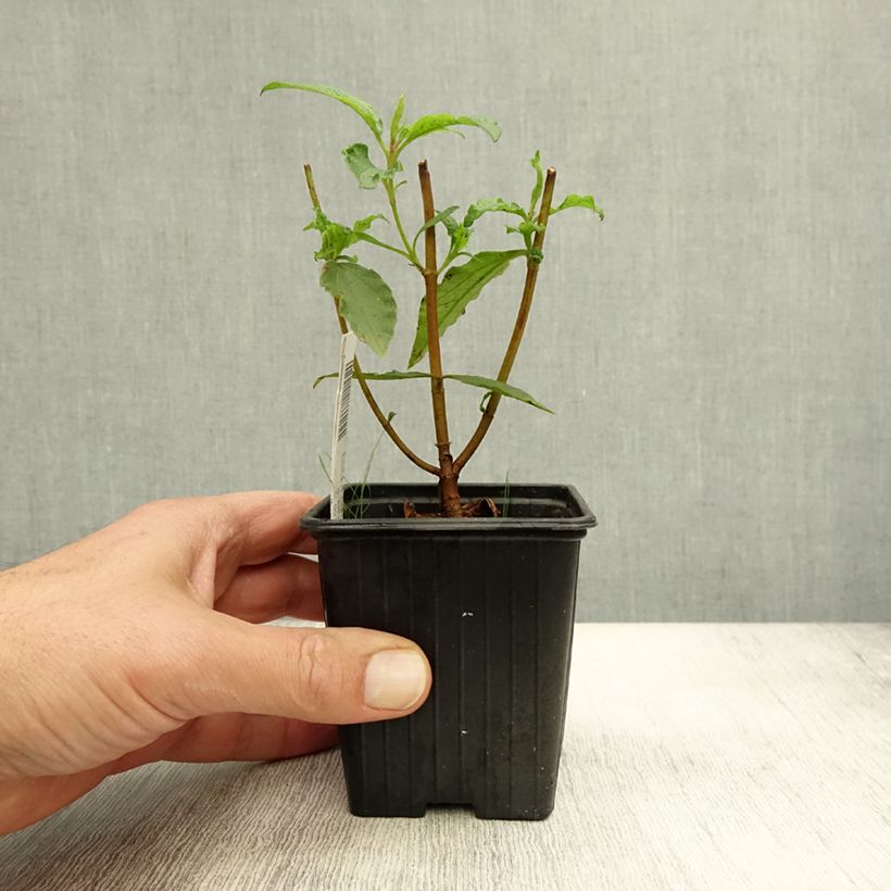Esimerkki syksyllä toimitetusta Kistus Maculatus 8/9 cm taimiruukku-taimesta