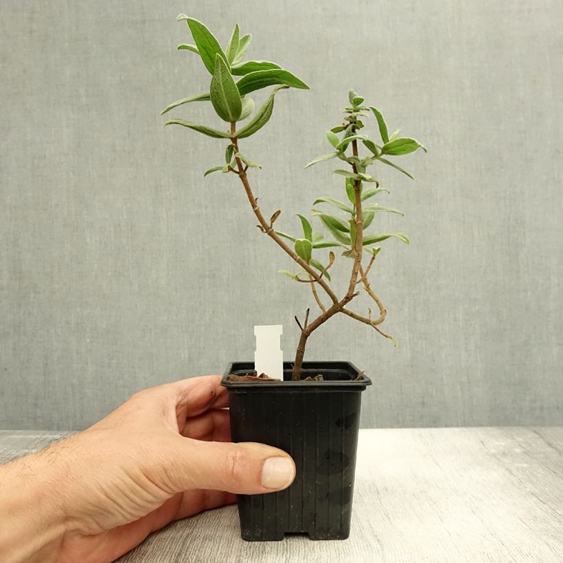 Esimerkki syksyllä toimitetusta Ruusukistus - Cistus albidus 8/9 cm taimiruukku-taimesta