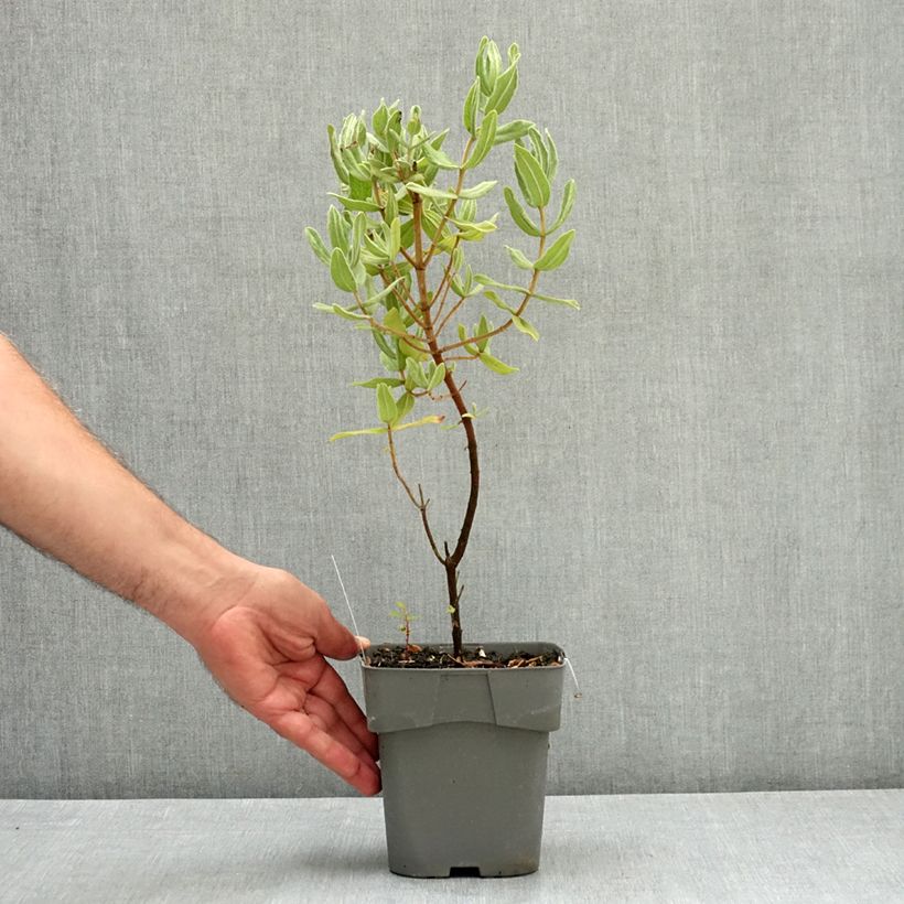 Esimerkki kesällä toimitetusta Ruusukistus - Cistus albidus 2 litran/3 litran ruukku-taimesta