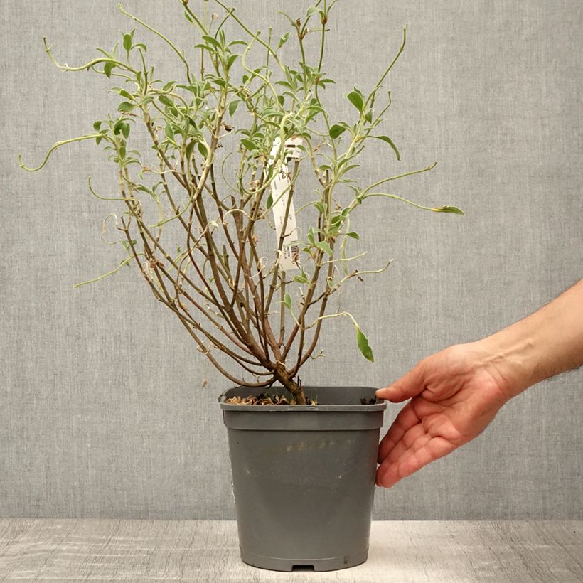 Esimerkki kesällä toimitetusta Kistus Peggy Sammons Pot de 2L/3L-taimesta