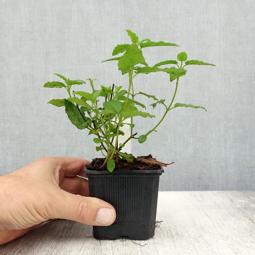 Esimerkki syksyllä toimitetusta Cistus corbariensis - Ciste des Corbières Godet de 8/9 cm-taimesta