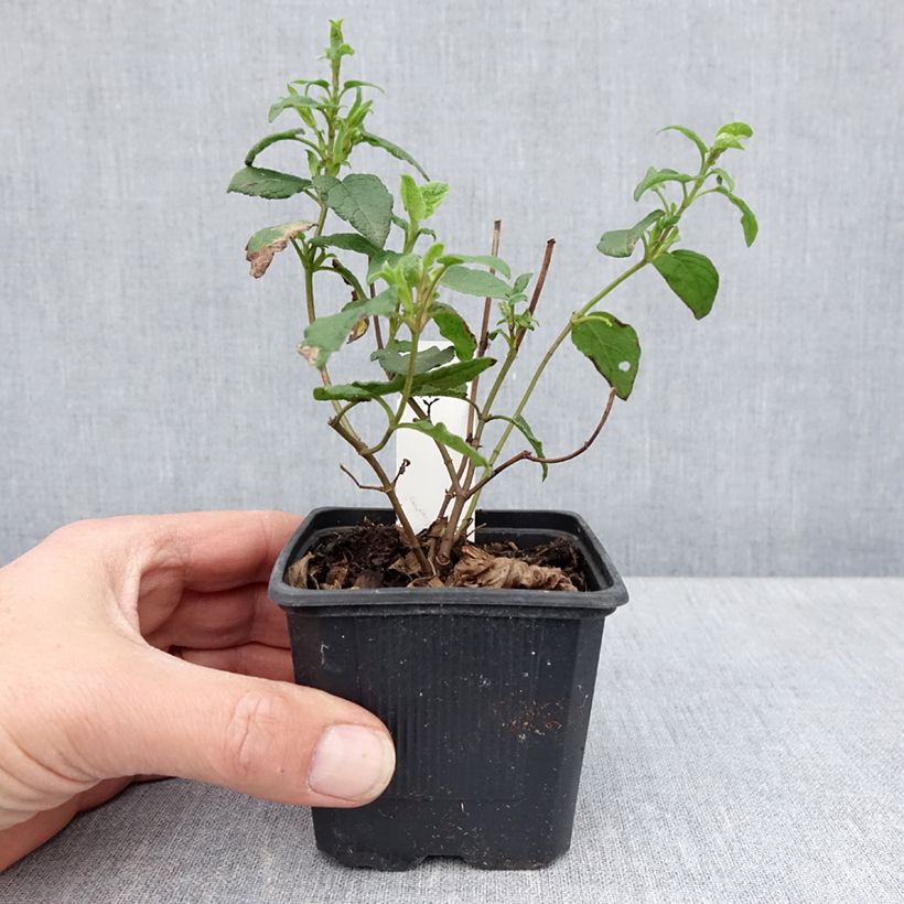Esimerkki keväällä toimitetusta Kistus - Cistus x corbariensis Taimiruukku 8/9 cm-taimesta