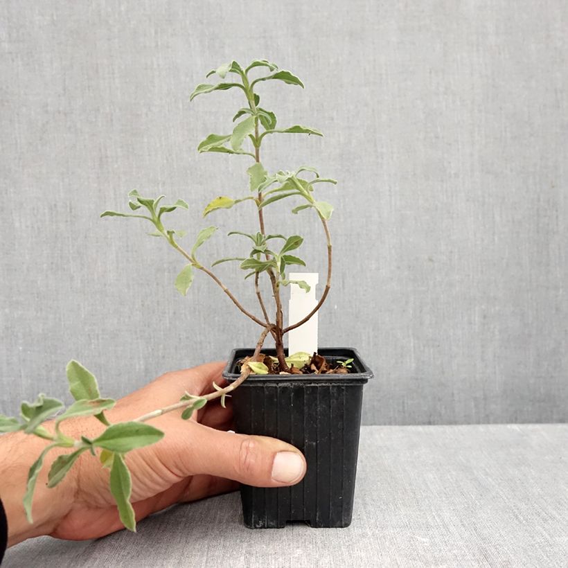 Esimerkki syksyllä toimitetusta Kistus Grayswood Pink 8/9 cm taimiruukku-taimesta