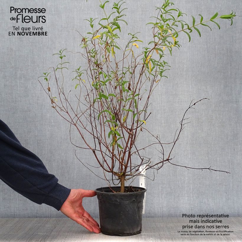 Esimerkki syksyllä toimitetusta Kaitakistus - Cistus monspeliensis 2 litran/3 litran ruukku-taimesta
