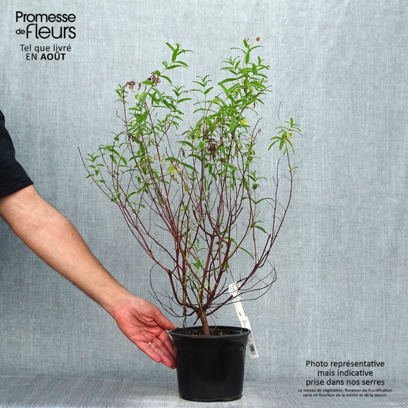 Esimerkki kesällä toimitetusta Kaitakistus - Cistus monspeliensis Ruukku 2L / 3L-taimesta