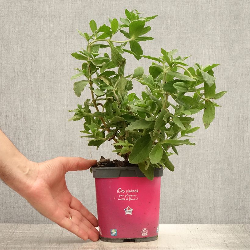 Esimerkki kesällä toimitetusta Kistus - Cistus x pulverulentus Pot de 2L/3L-taimesta