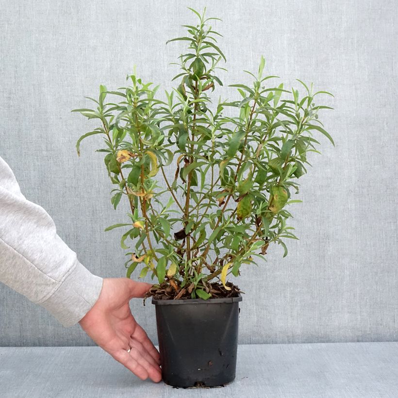 Esimerkki keväällä toimitetusta Kistus Betty Taudevin Pot de 2L/3L-taimesta
