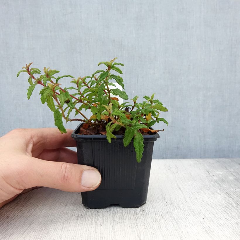 Esimerkki syksyllä toimitetusta Kistus Repens 8/9 cm taimiruukku-taimesta