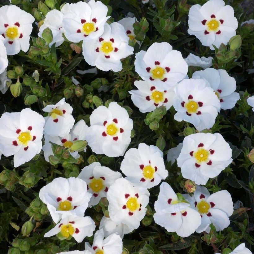 Kistus Decumbens (Kukinta)