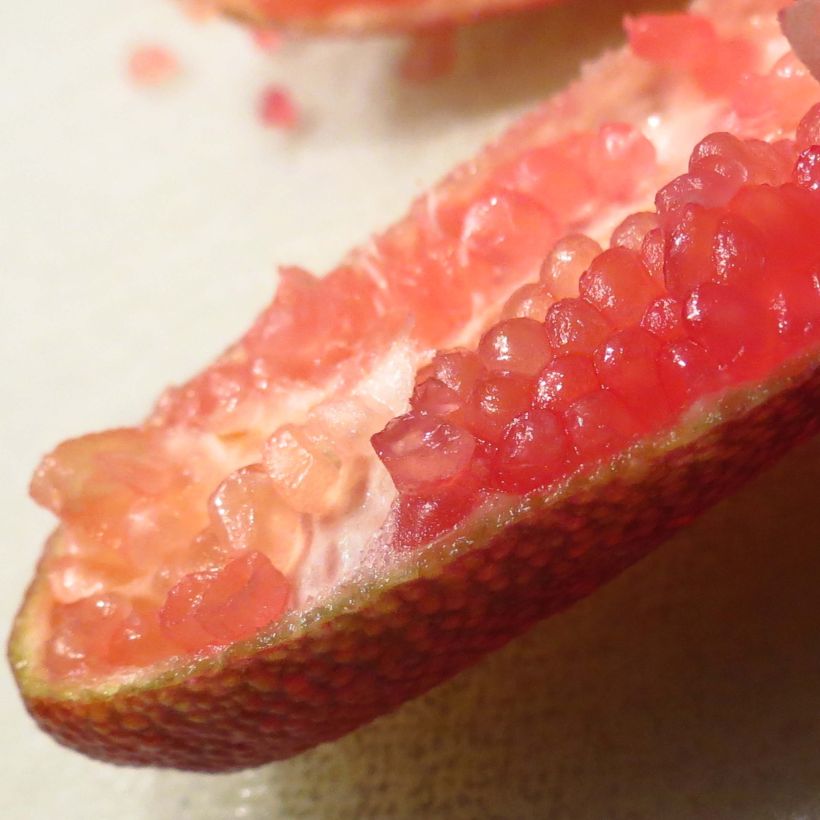 Sormilimetti Red Crystal (Sadonkorjuu)