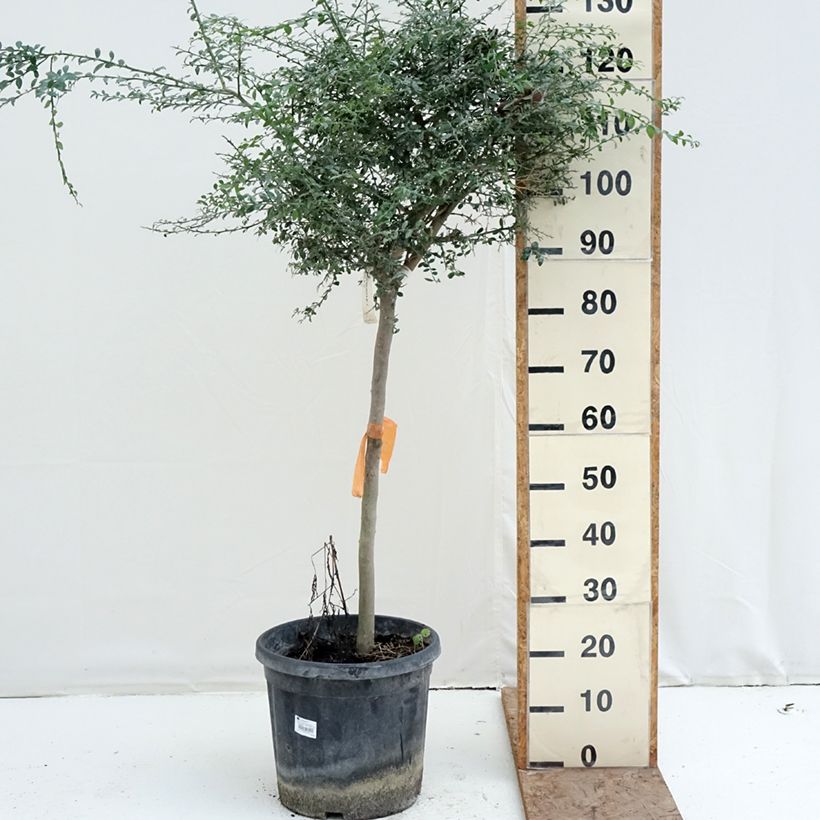 Esimerkki talvella toimitetusta Sormilimetti - Microcitrus australasica 18 litran/20 litran ruukku, Puolikorkea runko-taimesta