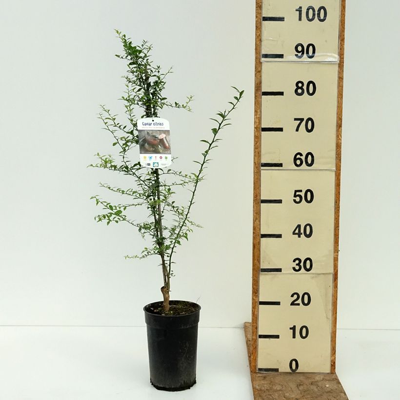 Esimerkki kesällä toimitetusta Sormilimetti - Microcitrus australasica 2 litran/3 litran ruukku, Piiskataimi-taimesta