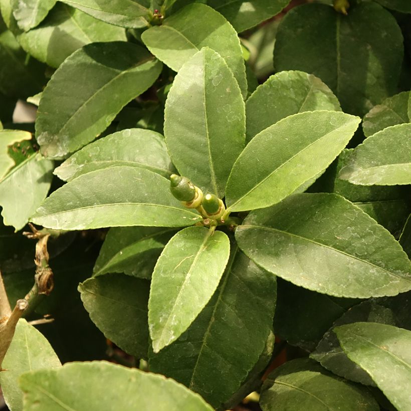 Sitruuna Lemox (Lehvistö)