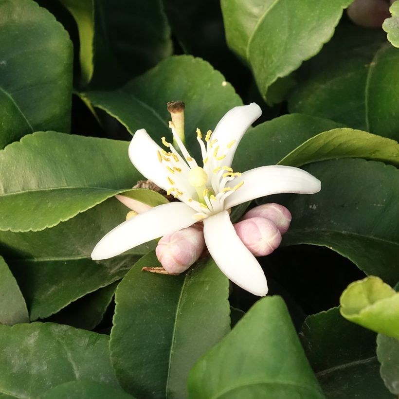 Sitruuna Lemox (Kukinta)