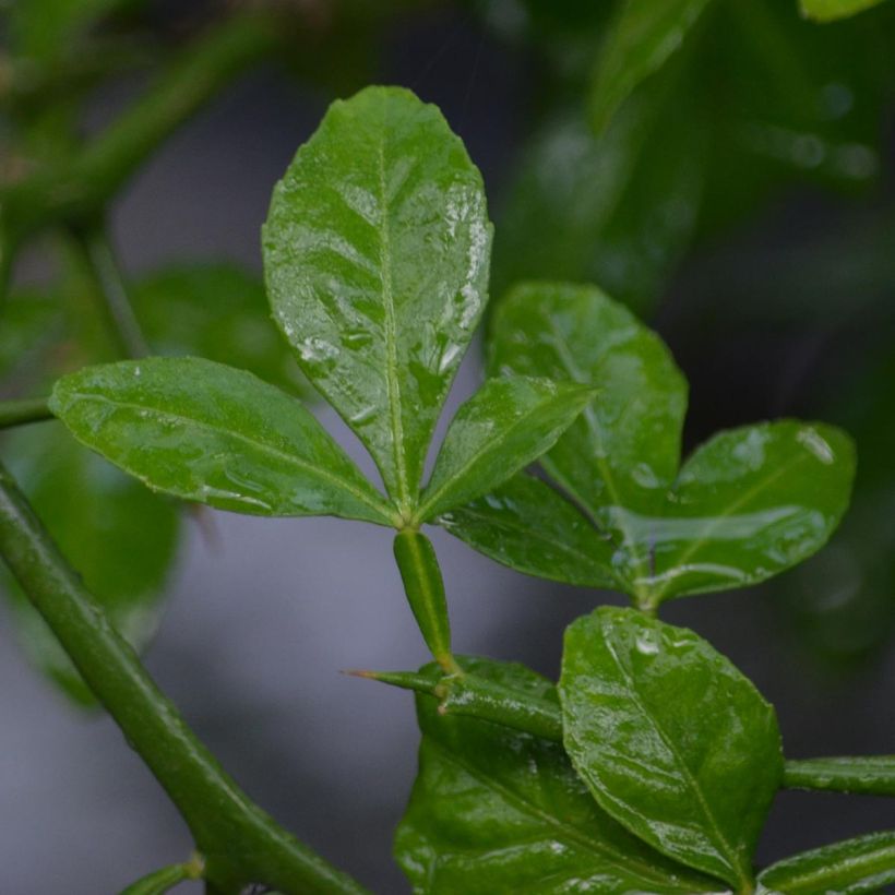 Kiinansormisitrus - Poncirus trifoliata (Lehvistö)