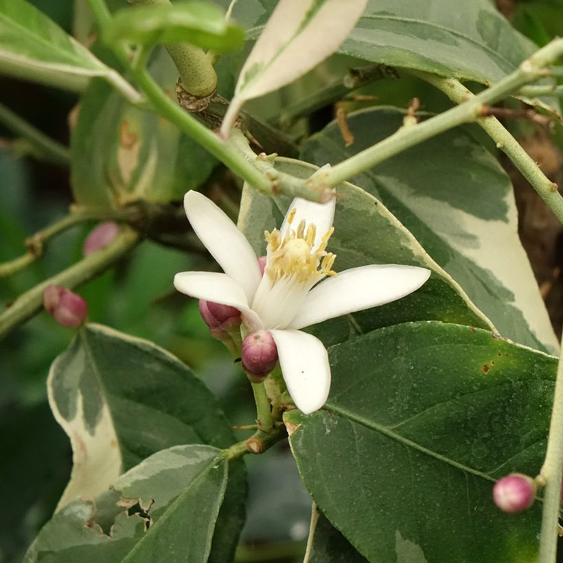 Sitruuna Variegata (Kukinta)