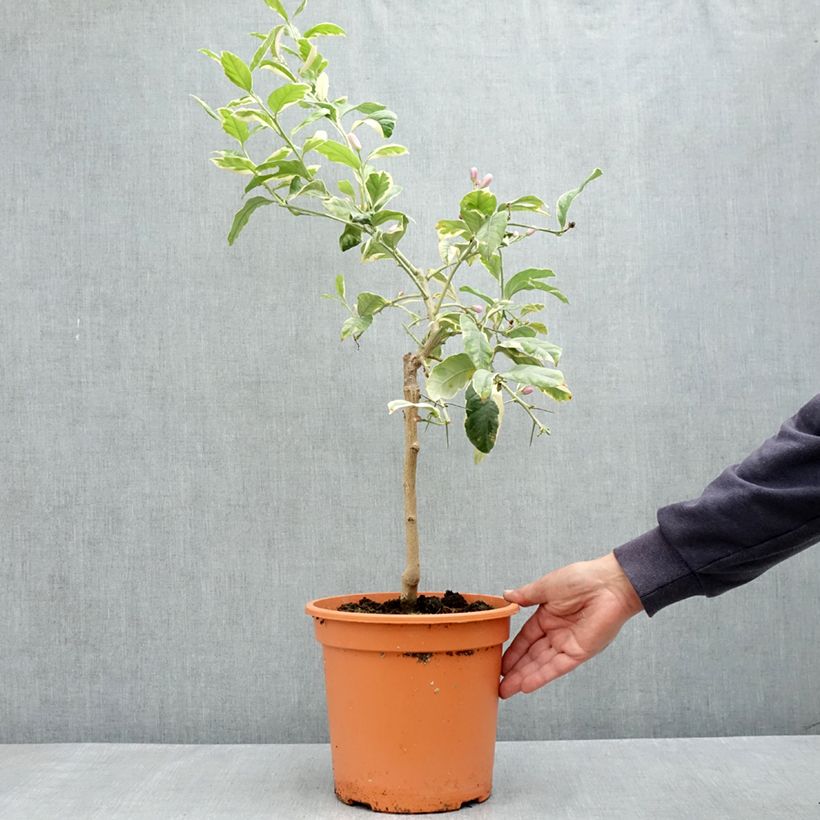 Esimerkki keväällä toimitetusta Sitruuna Variegata 6 litran/7 litran ruukku, 1/4 runko-taimesta