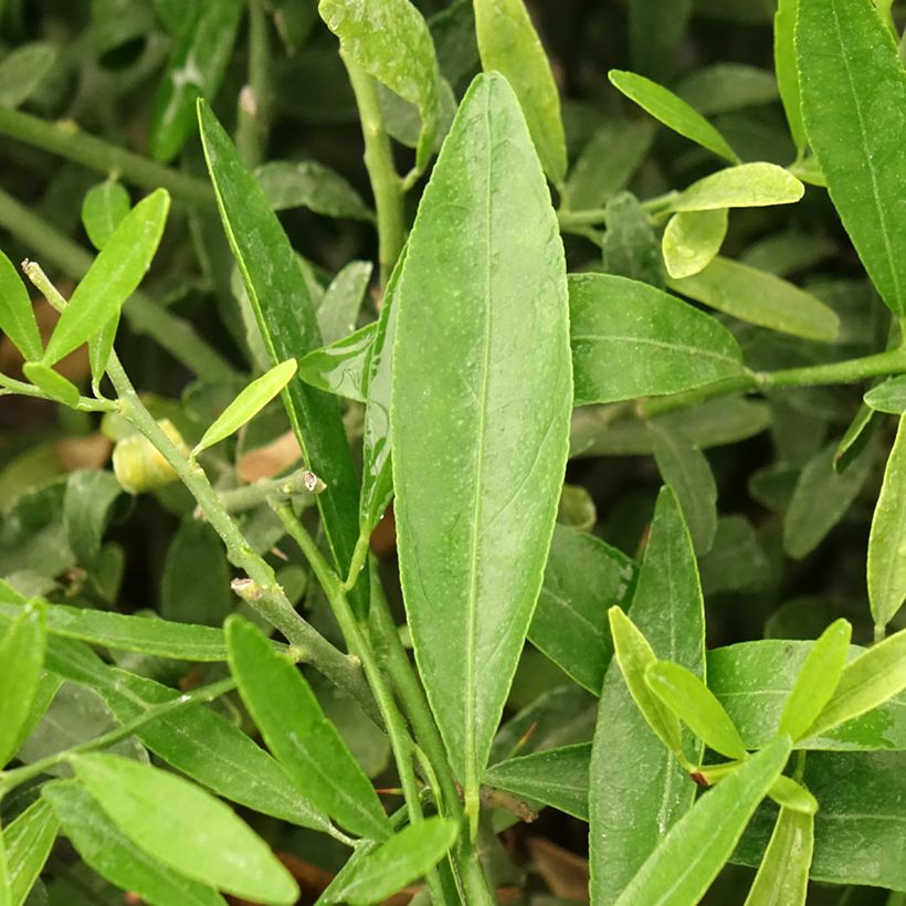 Citrus glauca (Lehvistö)