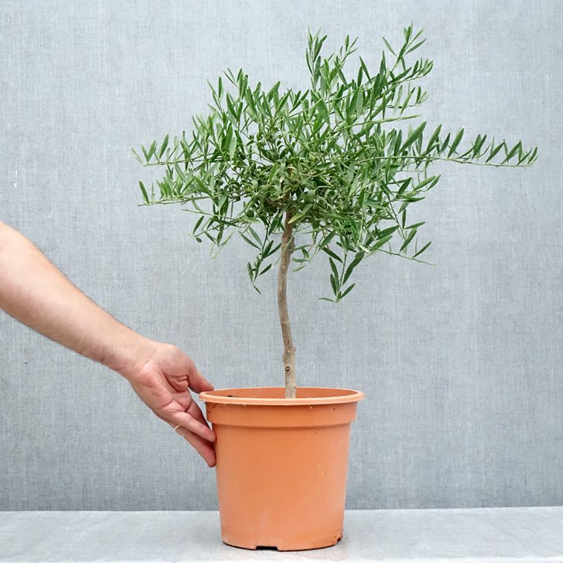 Esimerkki kesällä toimitetusta Citrus glauca 6 litran/7 litran ruukku, 1/4 runko-taimesta