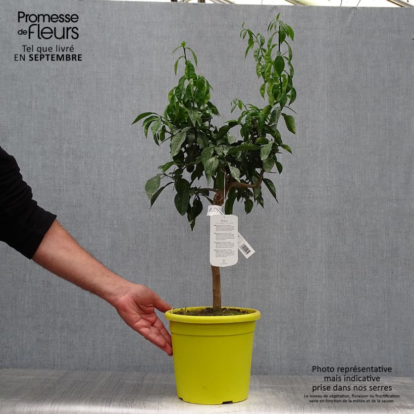 Esimerkki syksyllä toimitetusta Ichang-papeda - Citrus ichangensis 3 litran/4 litran ruukku, Mätäs-taimesta