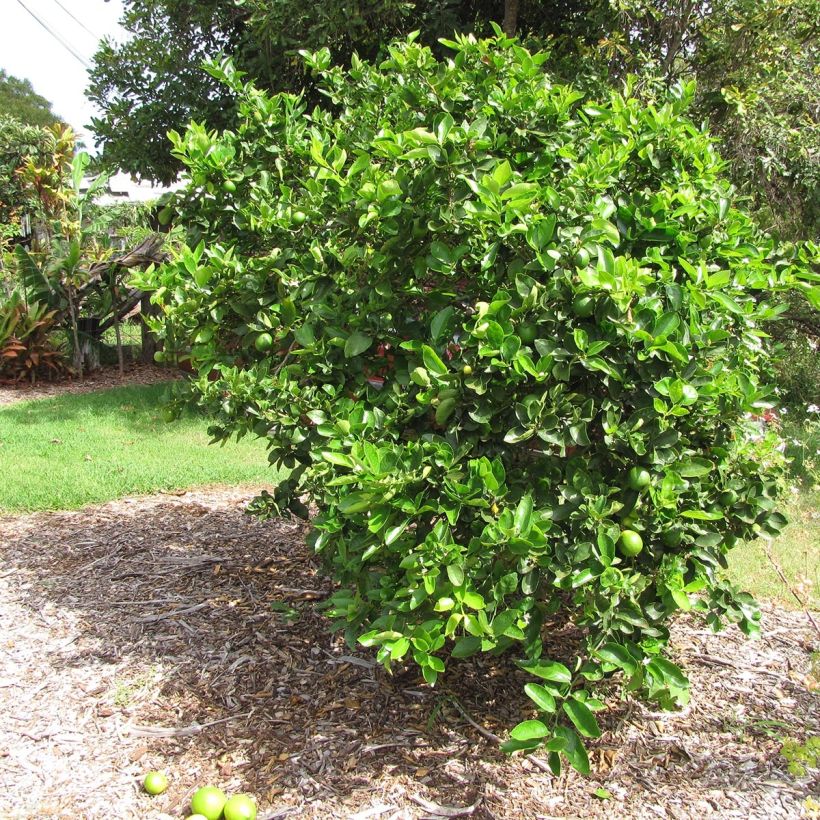 Persianlimetti - Citrus x latifolia (Kasvutapa)