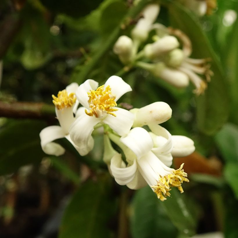 Sukaattisitruuna Maxima (Kukinta)