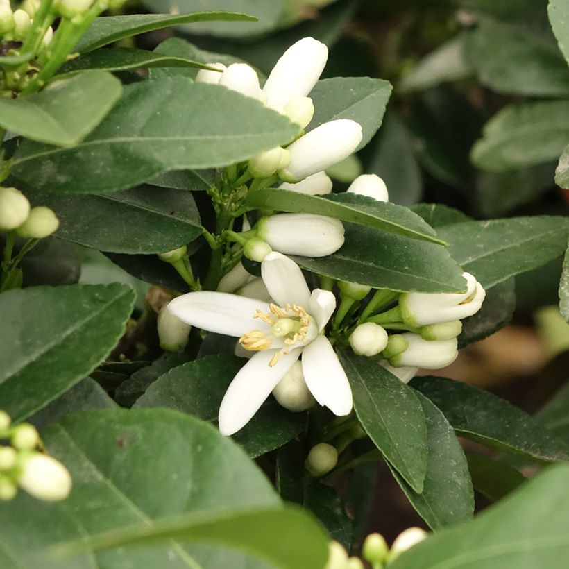Sukaattisitruuna x sitruuna -hybridi Pigmentata (Kukinta)
