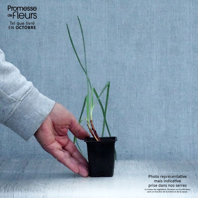 Esimerkki syksyllä toimitetusta Pillisipuli St Jacques 7/8 cm taimiruukku-taimesta