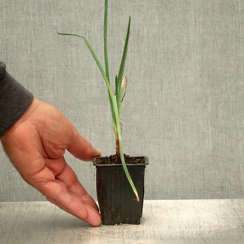 Esimerkki kesällä toimitetusta Pillisipuli St Jacques 7/8 cm taimiruukku-taimesta