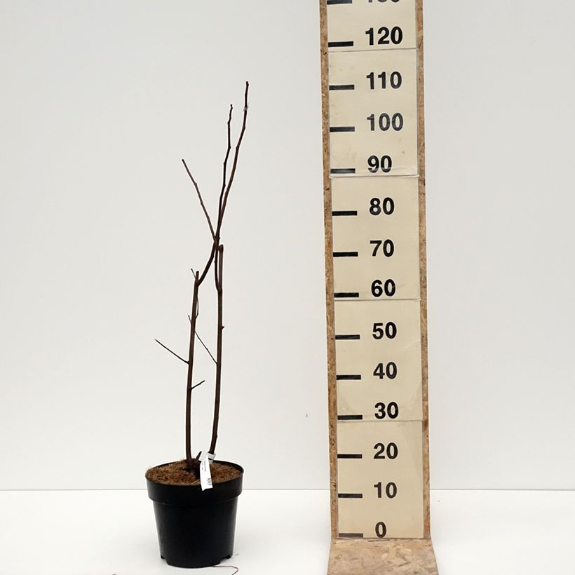 Esimerkki talvella toimitetusta Cladrastis kentukea - Virgilier à bois jaune Pot de 6L/7L-taimesta