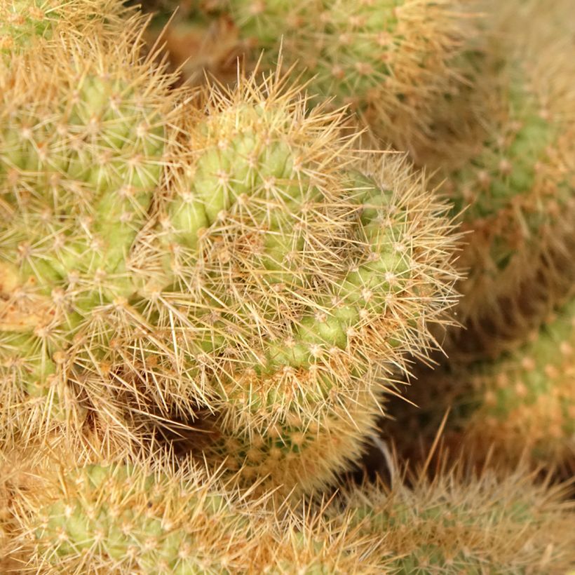Cleistocactus winteri f. cristata (Lehvistö)