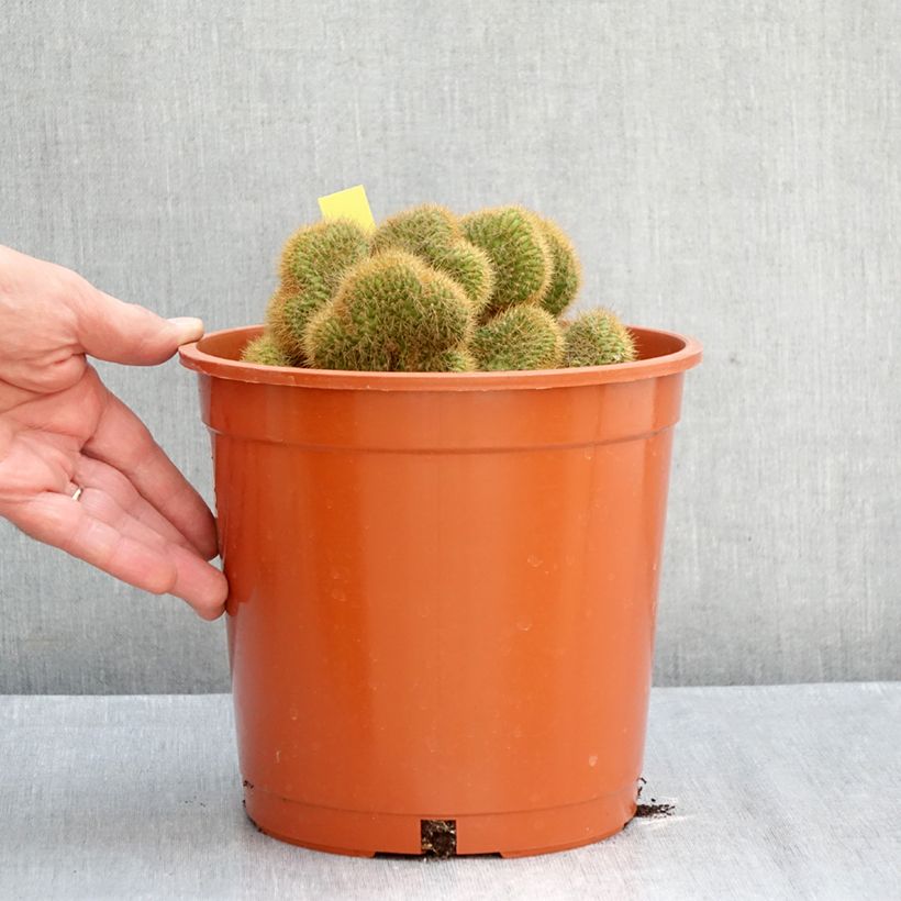 Esimerkki syksyllä toimitetusta Cleistocactus winteri f. cristata 4 litran/5 litran ruukku-taimesta
