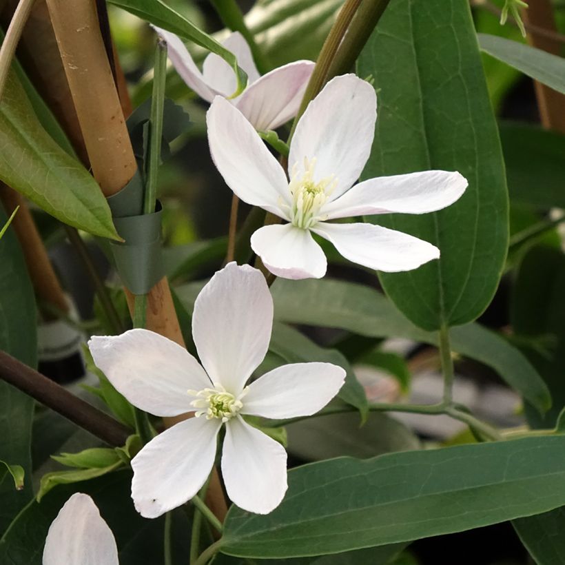 Nietoskärhö Apple Blossom (Kukinta)