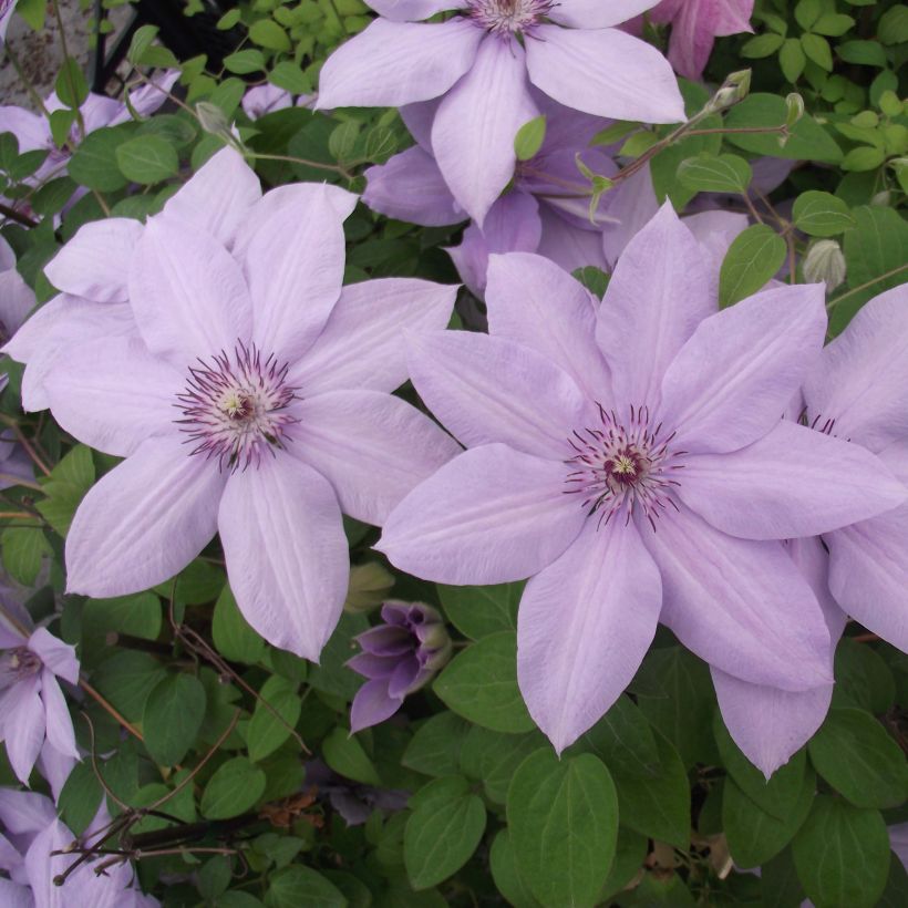 Loistokärhö Bernardine (Kukinta)