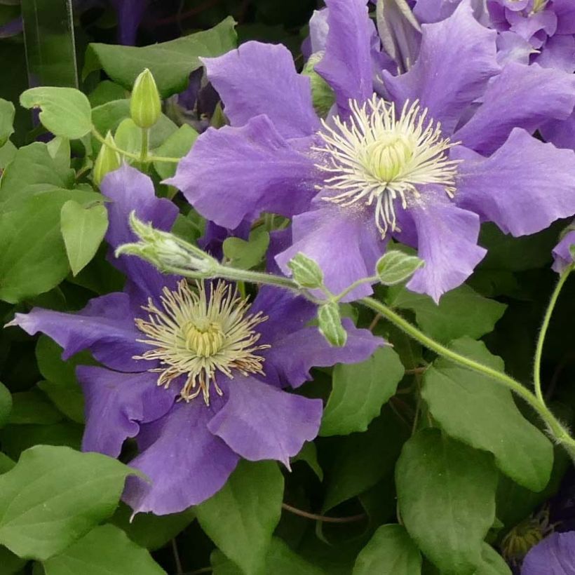Loistokärhö Chevalier (Kukinta)