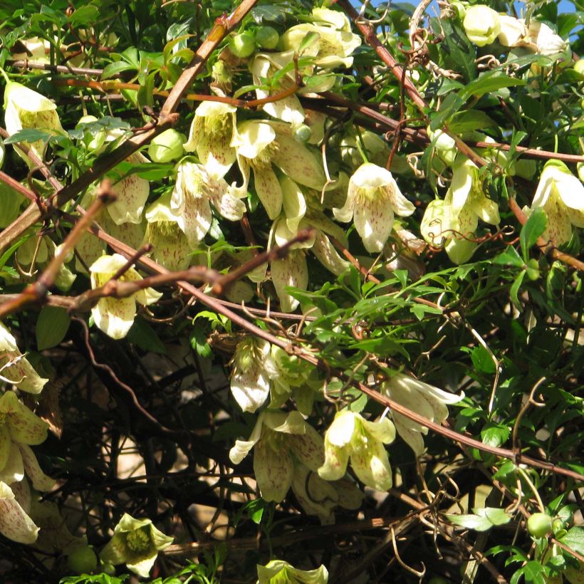 Pallekärhö Balearica (Kasvutapa)